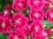 Amazing blooming Dianthus, or carnations, pinks background wallpaper. Vibrant vivid pink cyclamen colour.