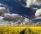 Amazing blooming rapeseed field with path and beautiful clouds in spring, near Pannonhalma, Hungary