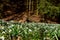 Amazing blooming snowdrops in a forest near rotten tree trunk.