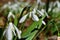 Amazing blooming snowdrops. The sun shines on snowdrops.