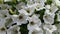 Amazing blooming white petunia flower background. Petunia `Sanguna White`.