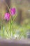 Amazing blooming of wold spring flowers in deep forest in wild. View of blooming spring flowers of fritillaria meleagris in nature