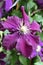 Amazing blossom of a aubergine colored clematis