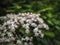 Amazing blossoming of black sambucus Black Lace.