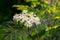 Amazing blossoming of black sambucus Black Lace. Macro of a delicate pink inflorescence on dark green background