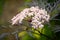 Amazing blossoming of black sambucus Black Lace. Soft macro of a delicate pink inflorescence on dark green background