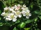 Amazing blossoms of Hawthorn Crataegus submollis or May Blossom. Macro of a delicate inflorescence on a dark green background of t