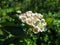 Amazing blossoms of Hawthorn Crataegus submollis or May Blossom. Macro of a delicate inflorescence on a dark green background of t