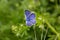 Amazing blue butterfly