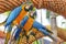 Amazing Blue and Yellow Macaw (Arara parrots)