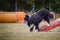 Amazing border collie, crazy dog is on see-saw.