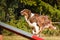 Amazing border collie, crazy dog is on see-saw.