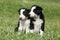 Amazing Border collie puppies