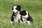 Amazing Border collie puppies