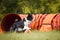 Amazing, border collie is running in agility tunnel.