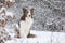 Amazing border collie in winter