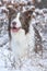 Amazing border collie in winter