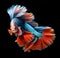 amazing bright azur color Betta fish with long red tail and fins posing against black background. close up. Digital artwork. Ai