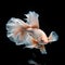 amazing bright peach fuzz color Betta fish posing against black background. close up. Digital artwork. Ai generated