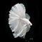 amazing bright pearl white Betta fish with long tail and fins posing against black background. close up. Digital artwork. Ai