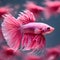 amazing bright pink Bette fish male posing against pink background in nice light. close up. Ai generated