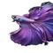 amazing bright purple Betta fish isolated on white background. close up. Digital artwork. Ai generated