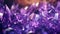 Amazing bright and shiny Amethyst crystal cluster background. Jewel mineral detailed macro. Generative AI