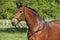 Amazing brown horse with beautiful bridle