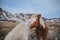 amazing brown and white icelandic horses near fence on pasture,