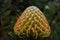 Amazing Budding Tropical Protea Flower About To Bloom