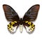 Amazing butterfly black, yellow with blue reflections on