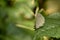 Amazing butterfly sitting on leaf