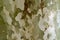 Amazing Camouflage pattern of Sycamore Tree Bark for Background