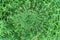 Amazing centrifugal background of green horsetails