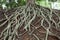 Amazing Chaos Tree Roots