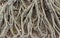 Amazing Chaos Tree Roots