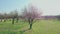 Amazing cherry blossom trees under sunlight in plantation, agriculture field