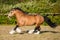 Amazing chestnut cart horse stallion gallop freely in the paddock during summer time