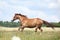 Amazing chestnut horse running on meadow