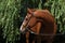 Amazing chestnut Thoroughbred