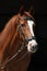 Amazing chestnut Thoroughbred isolated on black background