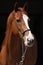 Amazing chestnut Thoroughbred isolated on black background