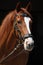 Amazing chestnut Thoroughbred isolated on black background