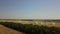 Amazing cinematic drone shot behind wood on many harvesters which are going for harvesting grains of wheat and collect