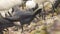 Amazing Clods-Up Video of Grey Heron Neck and Head
