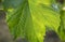 Amazing close macro shot of green leaf