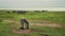 Amazing close shot of dazzle of zebras on halt eating on wide grass fields of african savanna. Herd of wildlife seen in