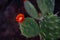 Amazing close up of a blooming prickly pear cactus, the state flower of Texas