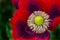 Amazing close up of the details of a bright red or magenta and purple Opium Poppy flower