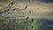 An amazing close-up of a flock of wild Indian cormorants